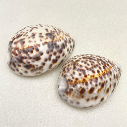 Two large spotted cowrie - two,