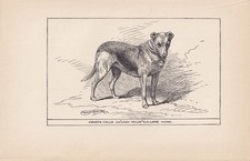 1900 SMOOTH COLLIE DOG Print -