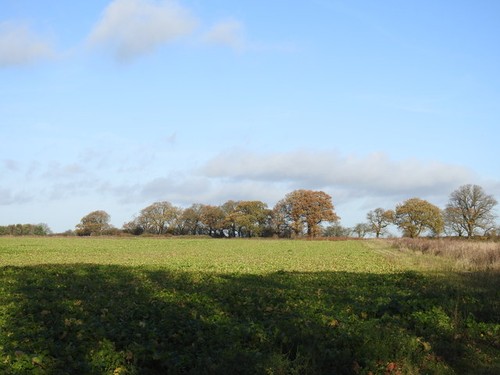 Photo sugarbeet still in - photo,