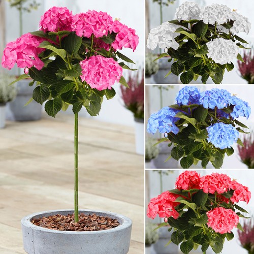 Hydrangea macrophylla tree - hydrangea,