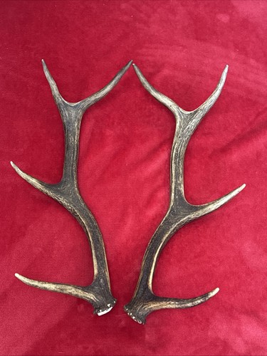 Pair red deer antlers 610g - antlers,