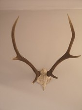 Real Deer Antlers & Skull Wall