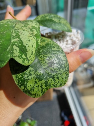 Hoya dekaye morning drew - morning, big