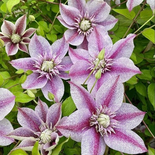 Clematis minamo yousei - clematis, 'minamo-no-yousei'