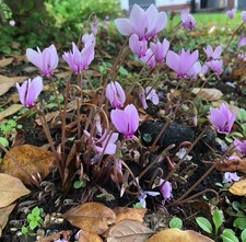 Hardy cyclamen hederifolium - hardy,