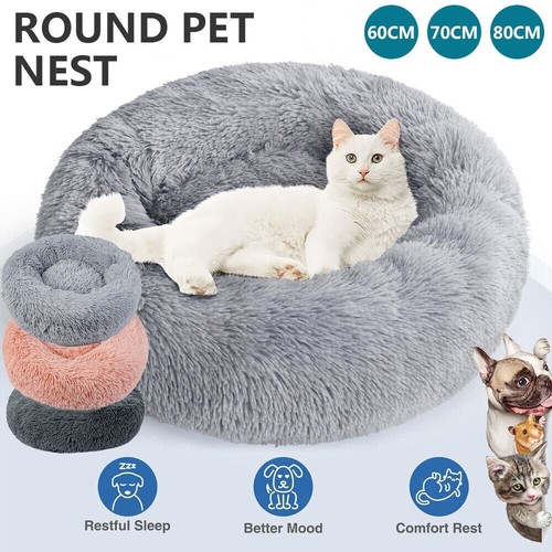 Pet dog cat - pet, calming
