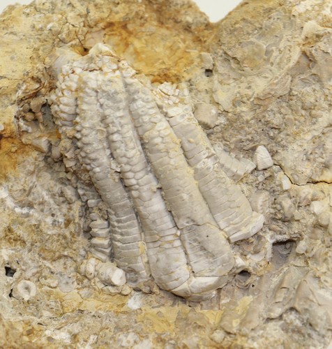 Crinoids encrinus - crinoids,,