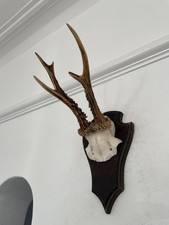 Antlers of a  Roe Deer 540