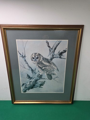 Large 1974 framed barn owl - large,