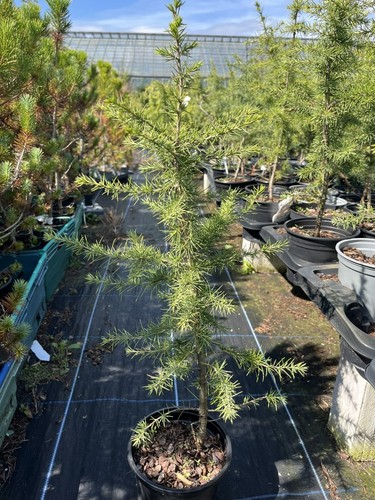 Atlas cedar tree - atlas,