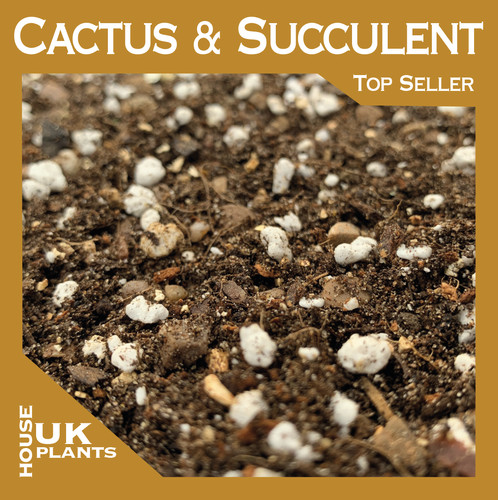 Cactus succulent soil mix - succulent,