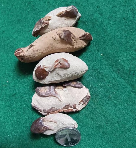 Pcs natural fossil - pcs, crab