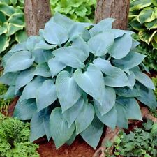Hosta Giant Blue Sieboldiana -