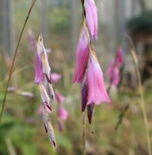 Dierama riparia Angels Fishing Rods 9cm Pot