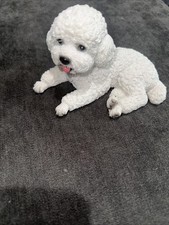bichon frise Or Poodle