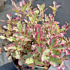 Pittosporum tenuifolium -