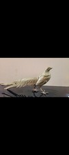 Brass Pheasant Bird Figurine