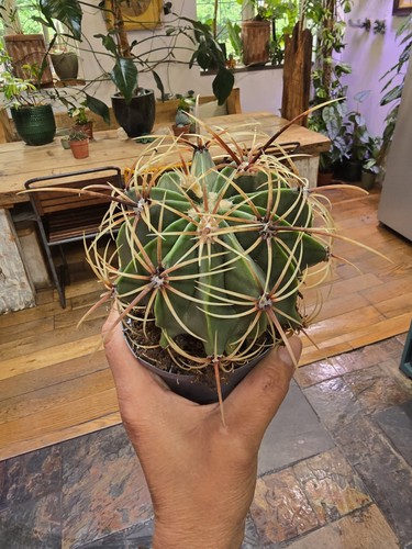 Ferocactus histrix actual - ferocactus,