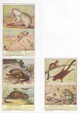 Unusual Rodents Full Set of 6 Cards Issued by Liebig in 1954 Cat S1600 Dutch