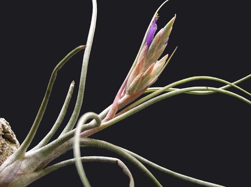 Tillandsia butzii live air - tillandsia,