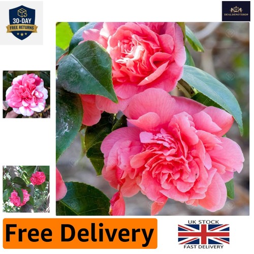 Fragrant pink camellia - fragrant,