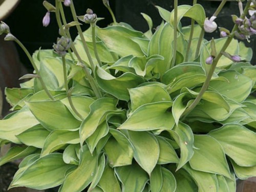 Hosta tick tock - tock, (
