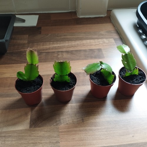 Thanksgiving cactus triple - cactus,