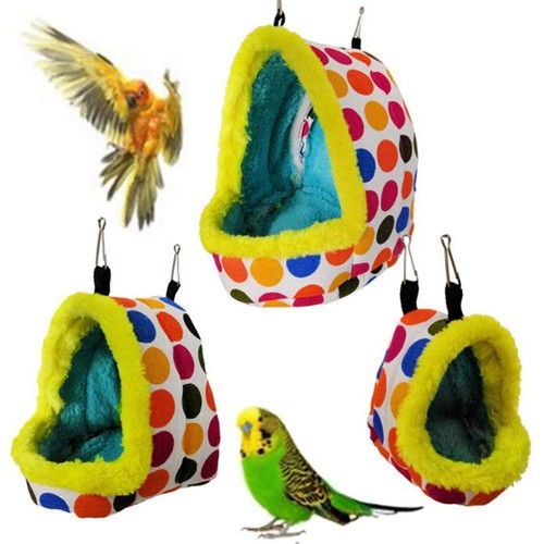 Pet bird parrot budgie - pet,