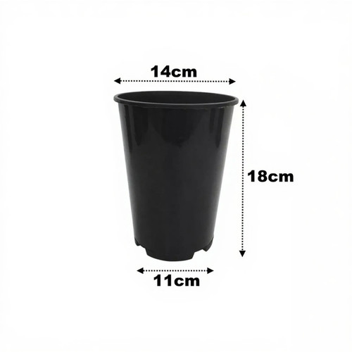 Litre deep rose - rose, plant
