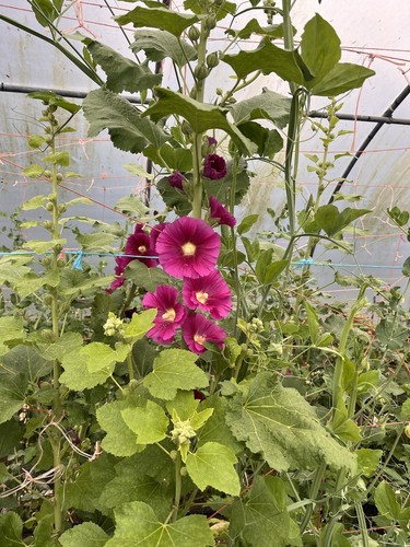 Hollyhock plant pot grown - grown, 2
