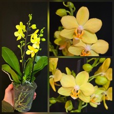 Phalaenopsis 'La Pez' 2 Flower