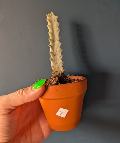 Euphorbia lactea white - , ghost