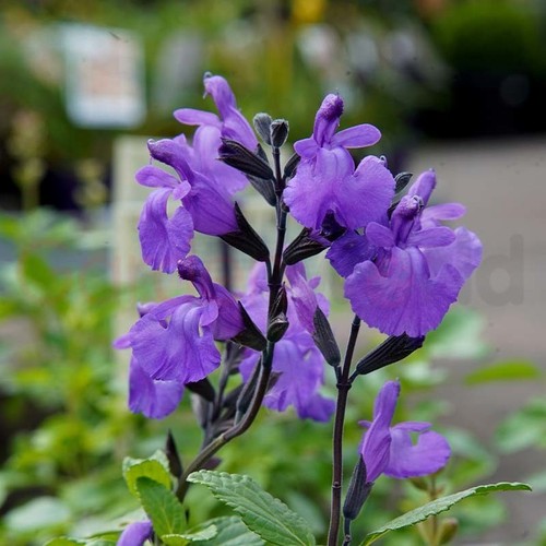 Salvia cool purple plant - salvia,