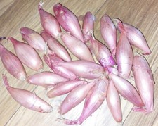 20 Echalion Sweet Shallot Onion Seed Bulbs Set Garden Plant Vegetable Main Crop