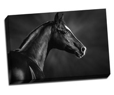 Black And White Arabian Stallion Horse Canvas Print Wall Art 30x20" A1