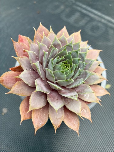 Hardy red sempervivum cm - sempervivum, 6