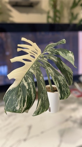 Half moon monstera - half-moon, |