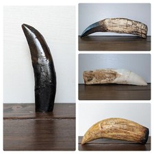 Dinosaur Tooth Replica |