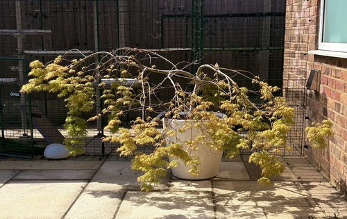 Japanese maple acer palmatum - japanese,