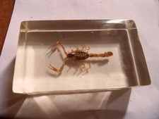 Scorpion ,real small Insect in clear perspex block ,preserved.