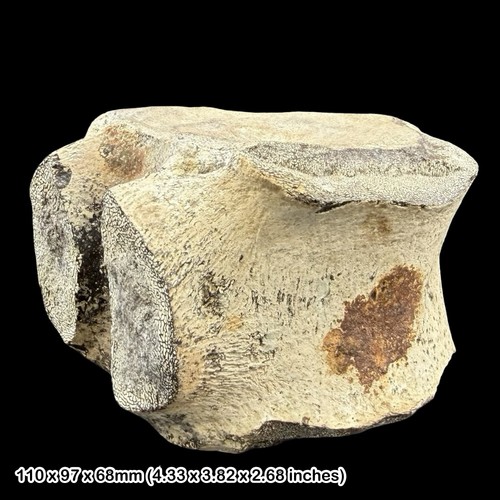 Huge pliosaur vertebra fossil - pliosaur,
