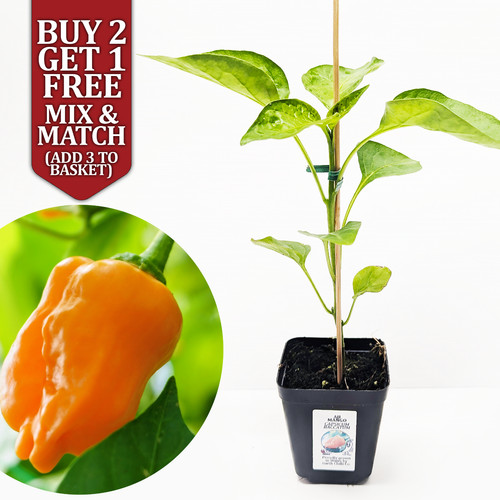 Aji mango chilli potted xxl - aji,