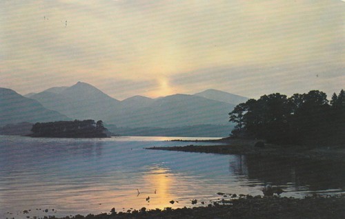 Vintage gomis ltd postcard - vintage,