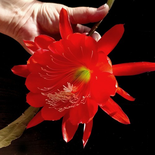 Epiphyllum red tip - red,