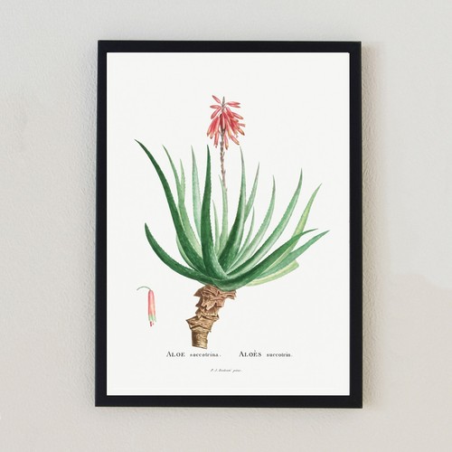 Vintage botanical succulent - vintage,
