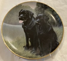 Black Labrador Sporting