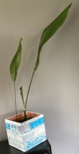 Aspidistra cast iron plant - cast, 2