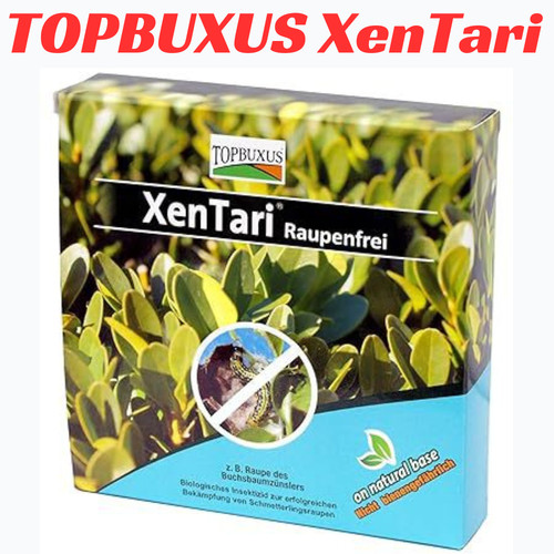 Topbuxus xentari boxwood - topbuxus,
