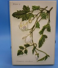 M & S  Clematis Cirrhosa