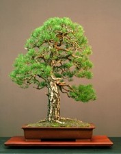 Pinus sylvestris (Scots Pine)